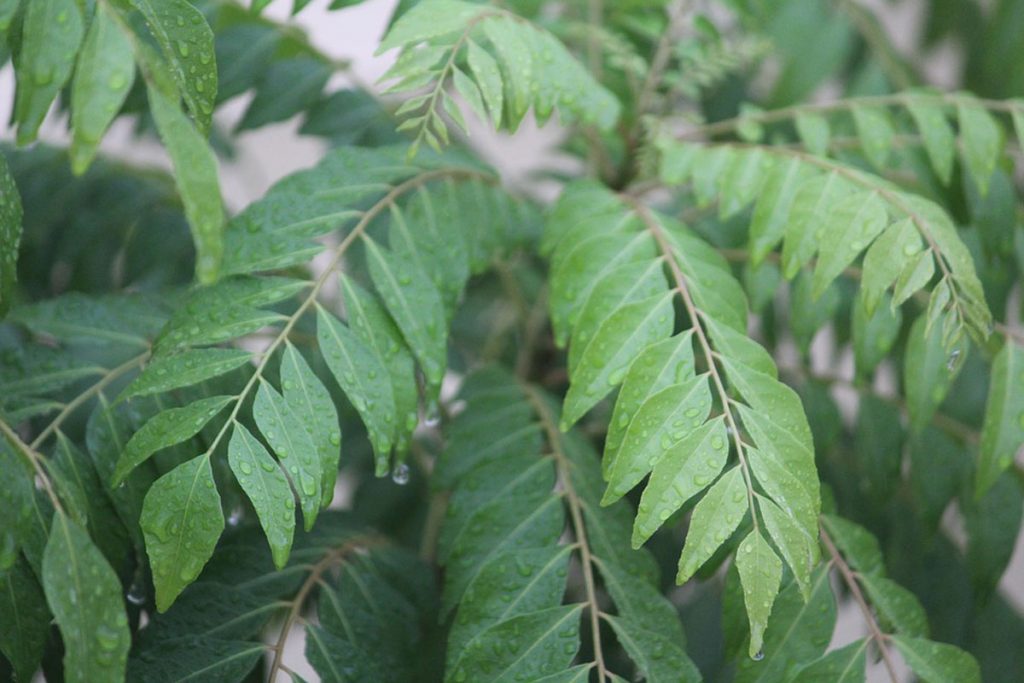 1 Albero del Curry | Murraya Koenigii | Coltivato da seme | Pianta dell'India e 1 Albero del Curry | Murraya Koenigii | Coltivato da seme | Pianta dell'India e
