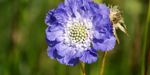 scabiosa