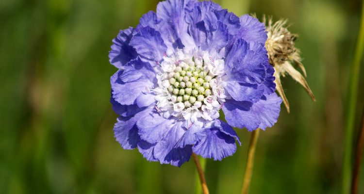 scabiosa