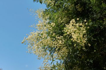 sophora japonica