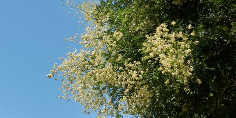 sophora japonica