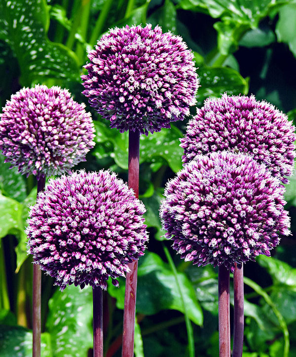 Contenitore Per Conservare L'aglio Excelsa Allium – Crema, Diametro 10 Cm, Con Tappo A Vite Salvafreschezza, Lavabile In Lavastoviglie
