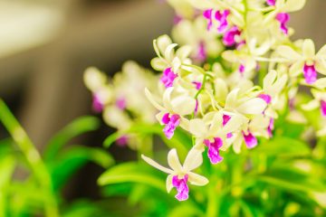 orchidea Dendrobium