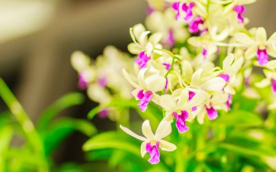orchidea Dendrobium