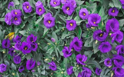 Lisianthus