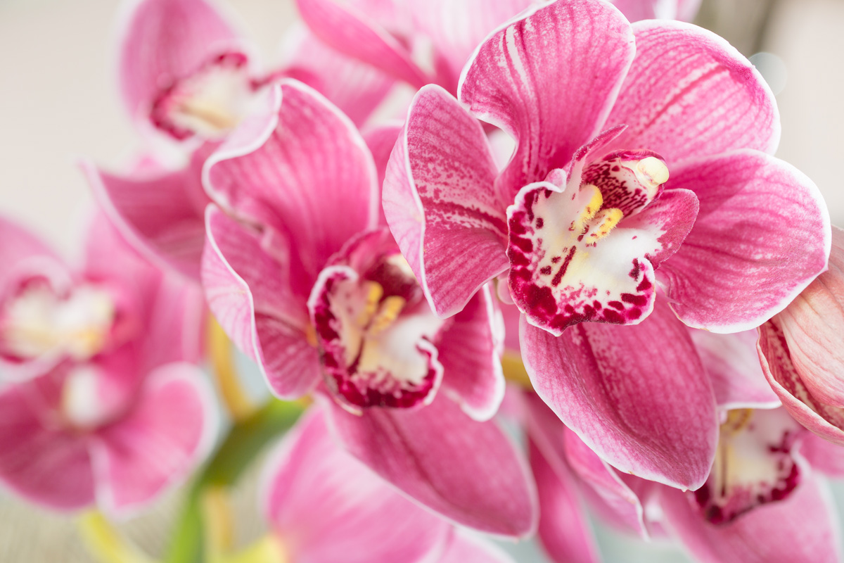 Phalaenopsis l'orchidea più resistente e colorata