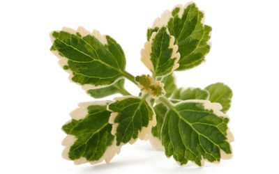Plectranthus