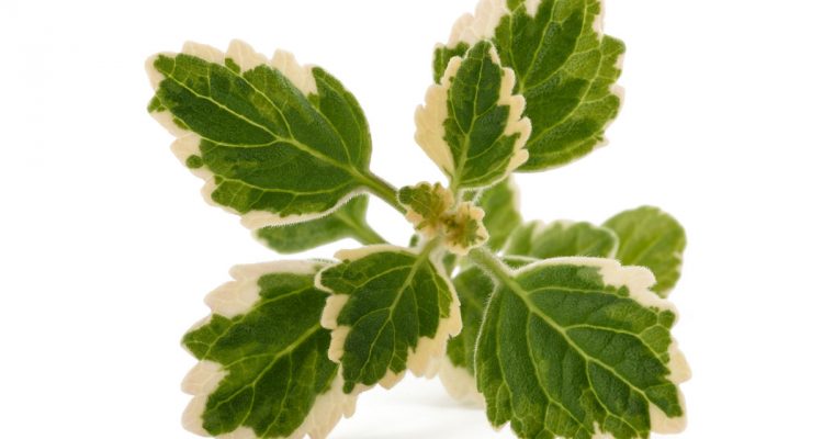 Plectranthus