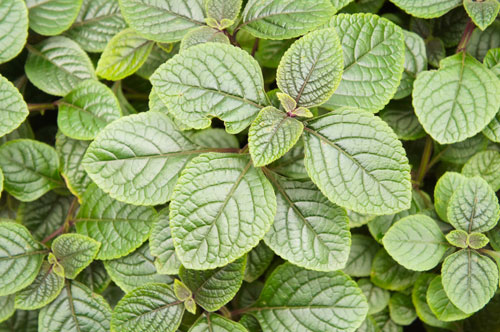 Plectranthus purpuratus