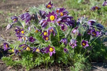 Pulsatilla vulgaris