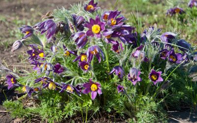 Pulsatilla vulgaris
