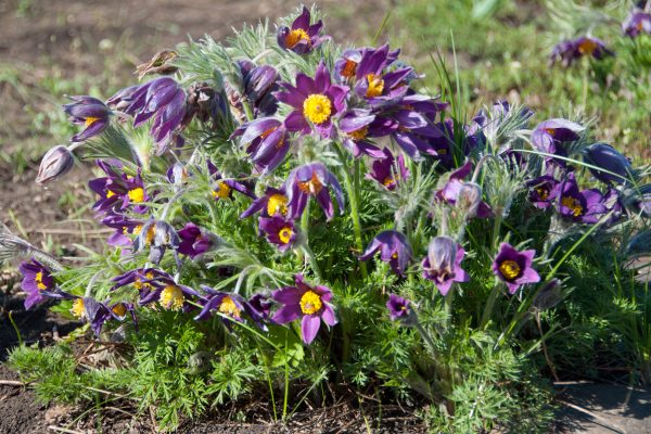 Pulsatilla vulgaris