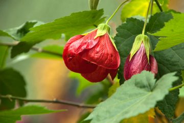 abutilon