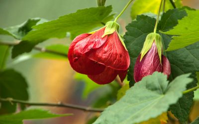 abutilon