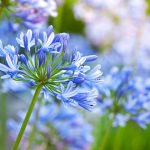 agapanthus