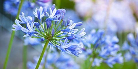 agapanthus