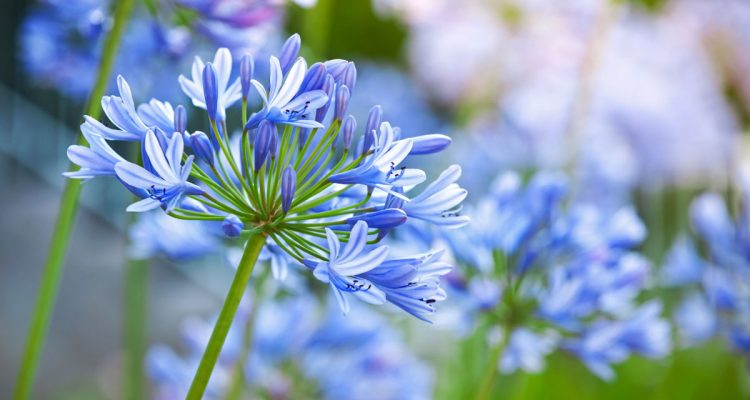 agapanthus