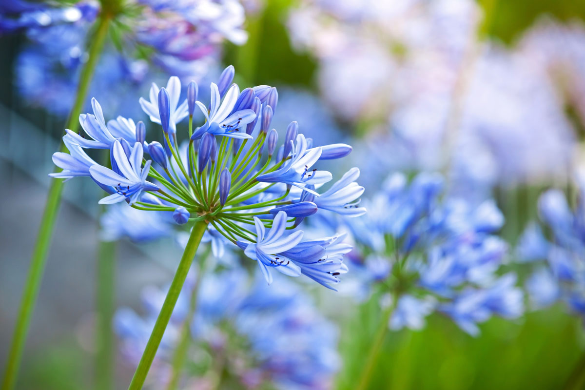 Agapanthus | Romantici fiori a palla dell'agapanto