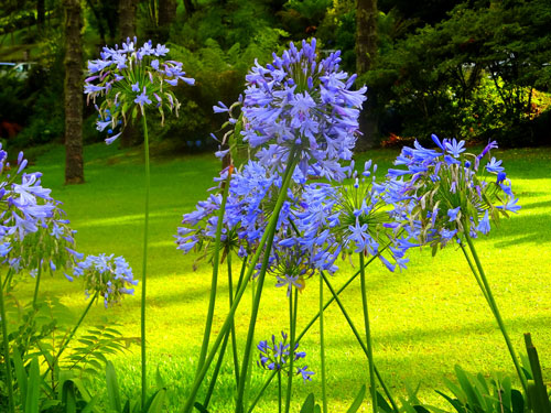 Agapanthus | Romantici fiori a palla dell'agapanto