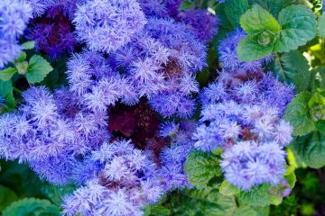 ageratum