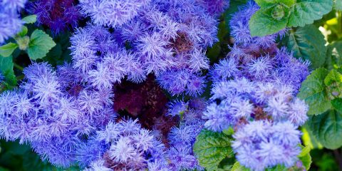 ageratum