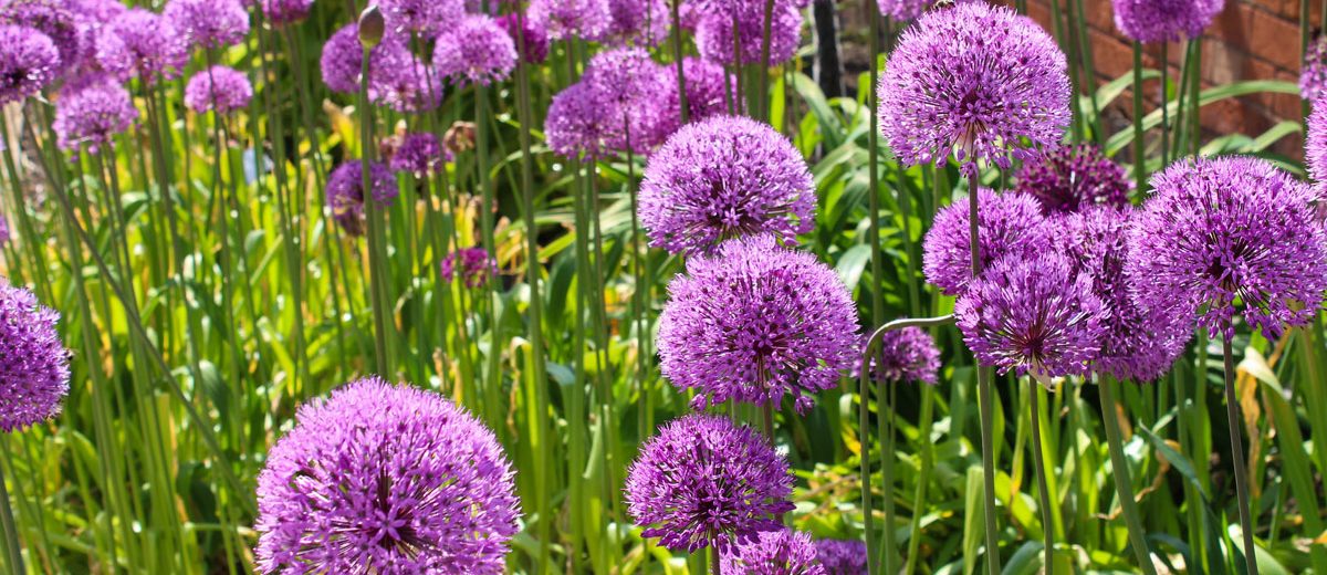 Allium Giganteum I Grandissimi Fiori Dell Aglio Gigante