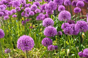 Allium Giganteum