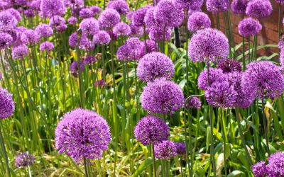 Allium Giganteum