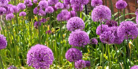 Allium Giganteum