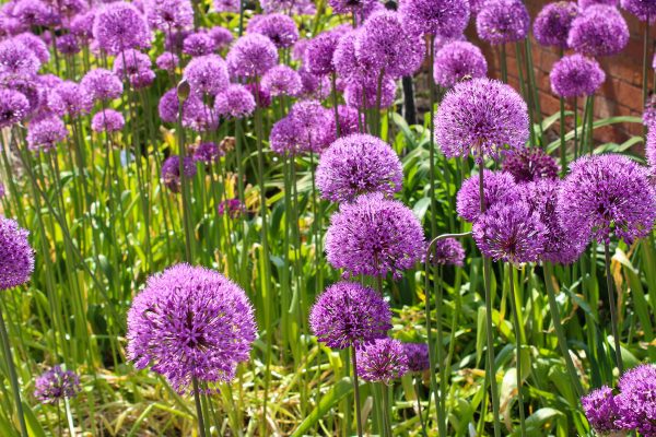 Allium Giganteum