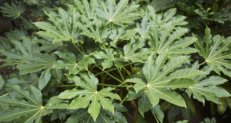 aralia