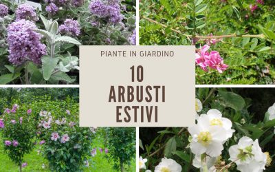 arbusti estivi