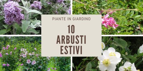 arbusti estivi