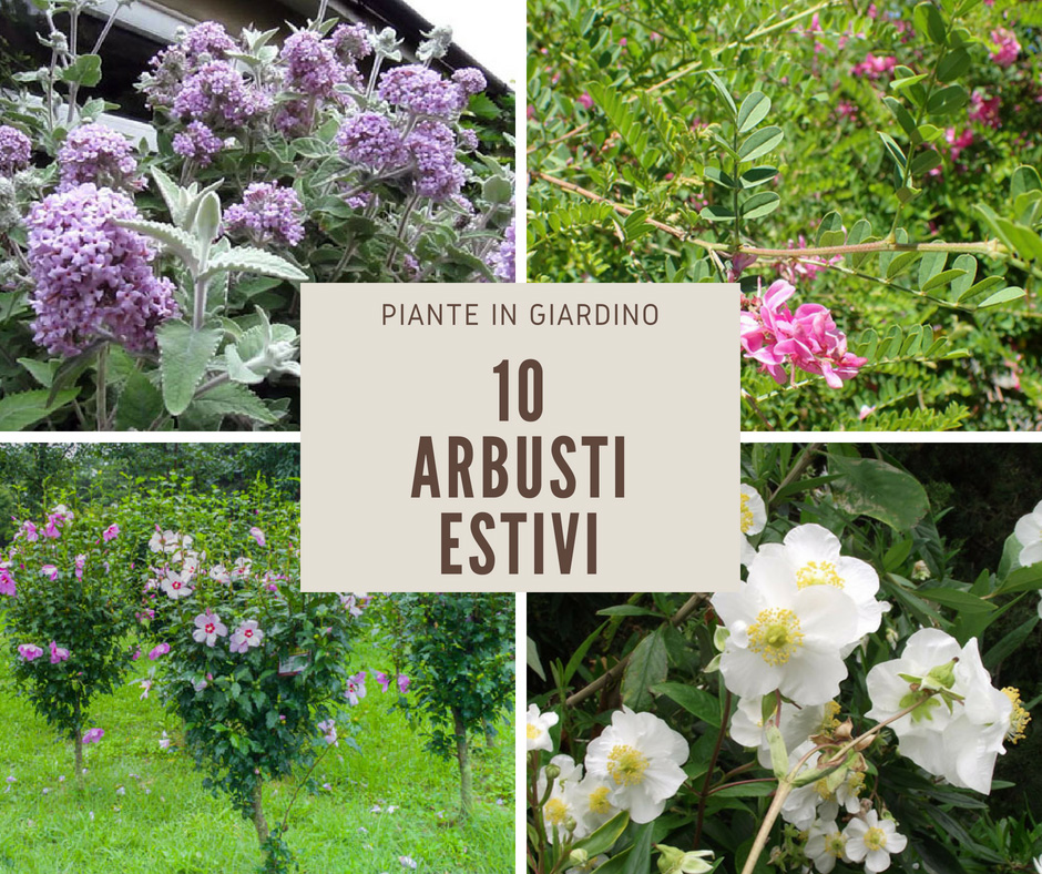 10 Arbusti Estivi Arbusti Decorativi In Giardino Giardinaggio Fiori Animali E Centinaia Di Articoli Passo Passo