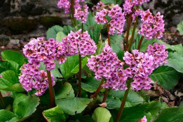 Bergenia