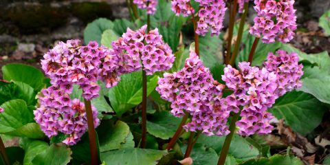 Bergenia