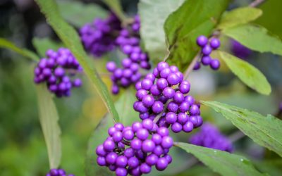 callicarpa