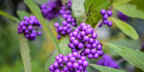 callicarpa