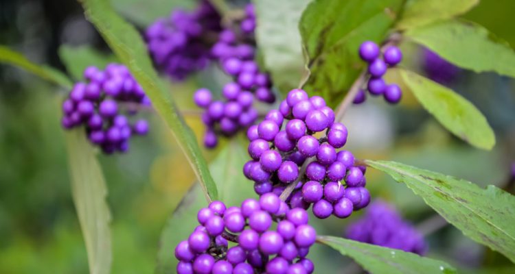 callicarpa