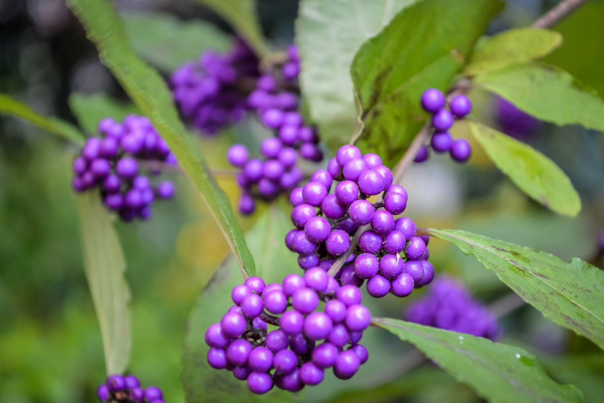 callicarpa