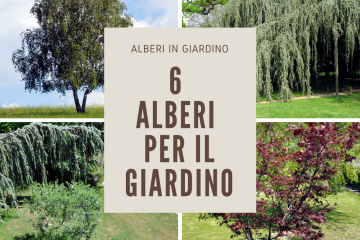 alberi giardino