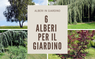 alberi giardino