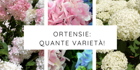 varietà ortensie