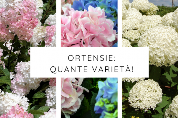 varietà ortensie