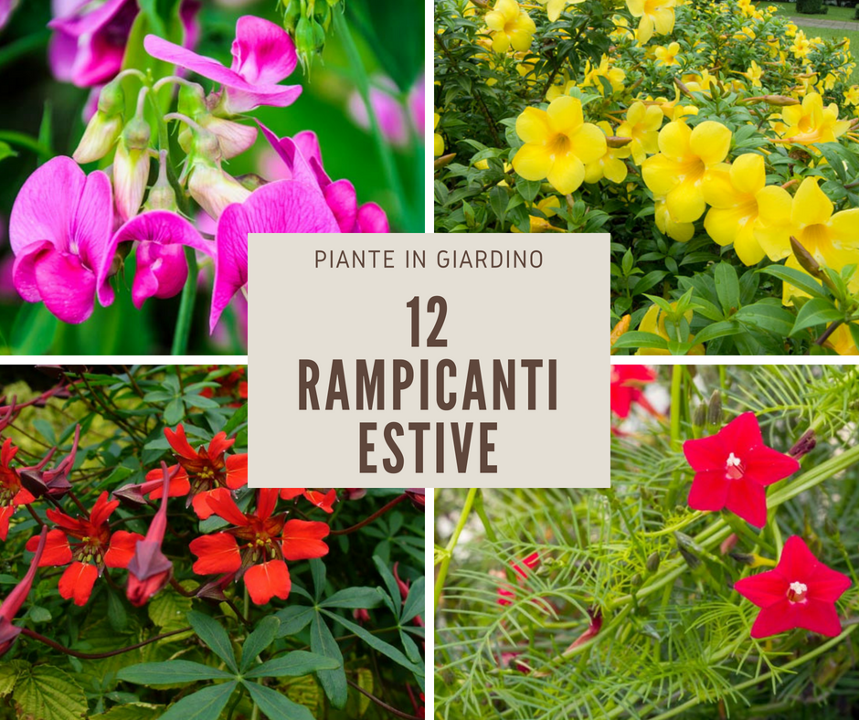 12 Rampicanti Estive Giardinaggio Fiori Animali E Centinaia Di Articoli Passo Passo