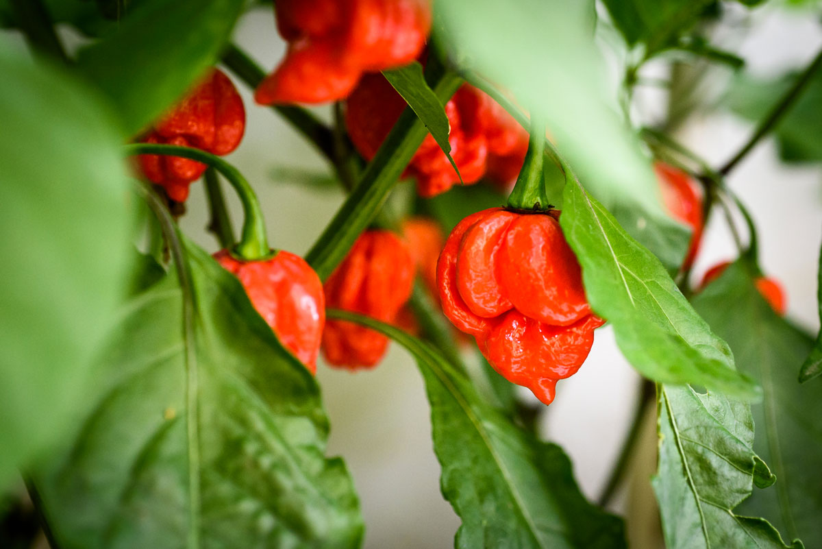 trinidad scorpion