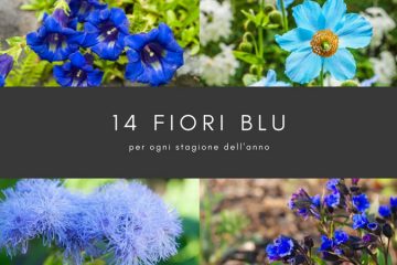 fiori blu