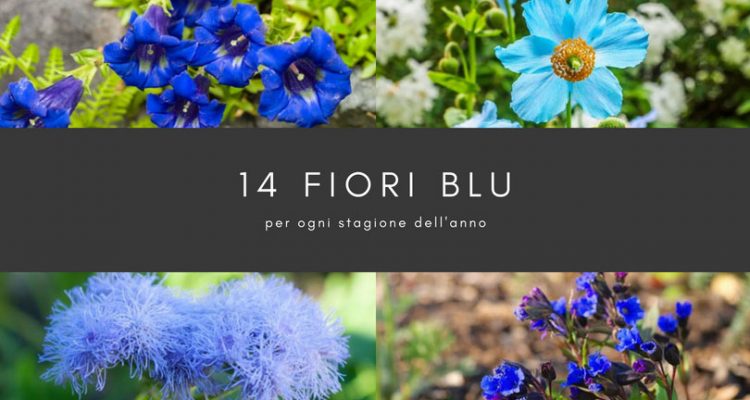 fiori blu