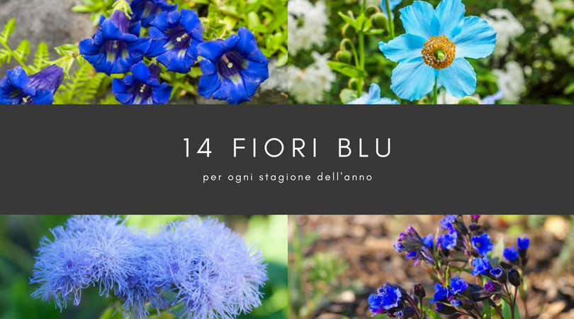 14 Fiori Blu Per Tutte Le Stagioni Dalla Primavera All Inverno