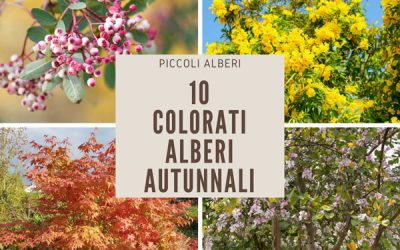 alberi autunnali